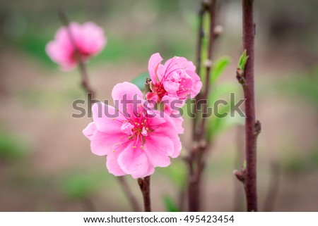 Peach flowers in garden in Hanoi, Vietnam. Peach flower, the symbol of Vietnamese lunar new year