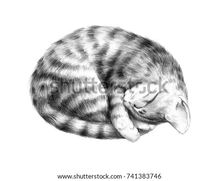 Animal sketch pencil drawing of a sleeping kitten cute pet striped cat Animal sketch pencil drawing of a sleeping kitten cute pet striped cat