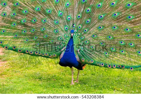 Image result for image of a peacock with wide open feather span