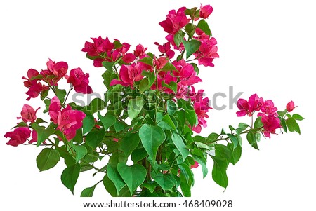 Bougainvillea Stock Photos, Royalty-Free Images & Vectors - Shutterstock