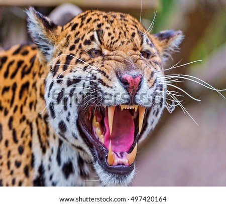 Angry Jaguar Stock Images, Royalty-Free Images & Vectors | Shutterstock