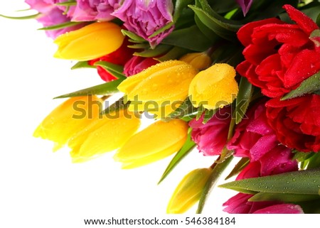 stock photo tulip 546384184