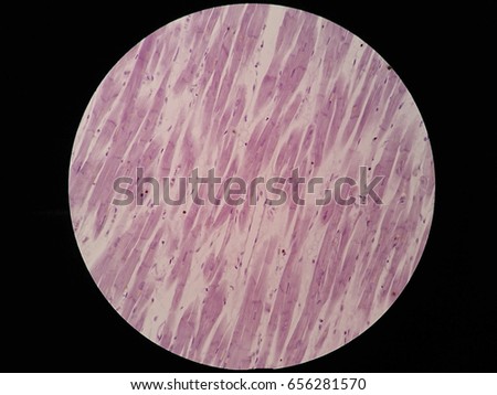Cardiac Muscle Stock Images, Royalty-Free Images & Vectors | Shutterstock