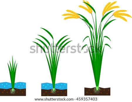 Rice. Vector illustration.