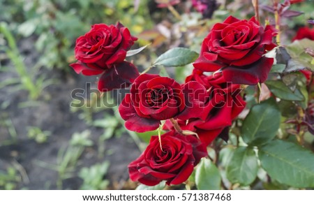 Red Garden Rose Bouquet rose garden stock images, royalty-free images & vectors | shutterstock Red Garden Rose Bouquet rose garden stock images, royalty-free images & vectors | shutterstock