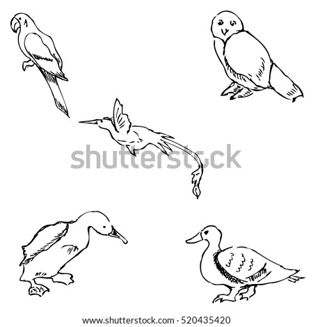 Bird Line Drawing Stock Images, Royalty-Free Images & Vectors