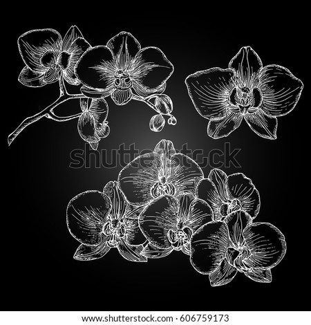 Hand drawn orchid. Freehand drawing with imitation of chalk sketch