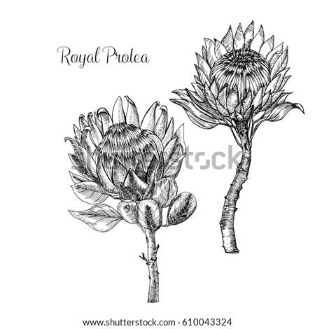 Protea Stock Images, Royalty-Free Images & Vectors | Shutterstock