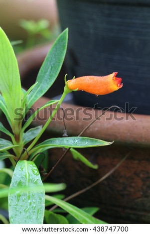 General tips for all Hoya Plant Care