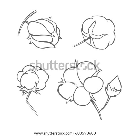 Hand Made Vector Sketch Cotton Plants Stock Vector 361863047 - Shutterstock