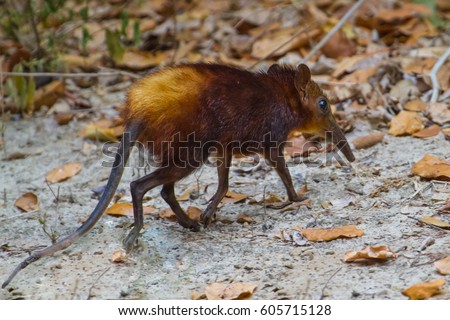 Bushveld Elephant Shrew Diet - connecttoday