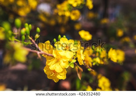 Yellow apricot
