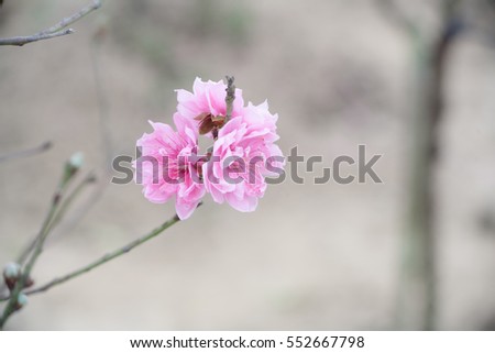 Close up Peach Blossoms Pink flowers, natural background