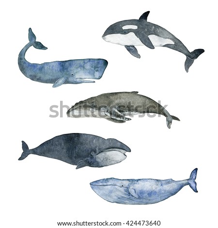 Speaking, advise Sperm whale illustrations Has surprised Sperm whale illustrations