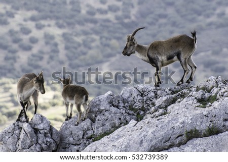 stock-photo-iberian-wild-goats-on-the-ro
