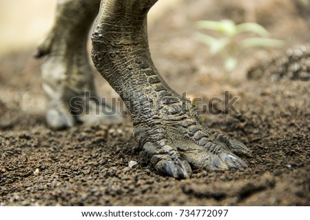 dinosaurs feet