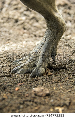 tyrannosaurus rex feet