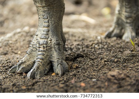 t rex head and feet