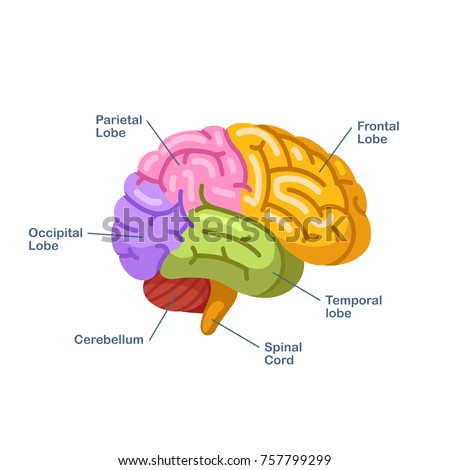 Colored Brain Labeled And Diagram