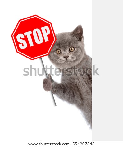 how to stop your cat from killing animals how to stop your cat from killing animals