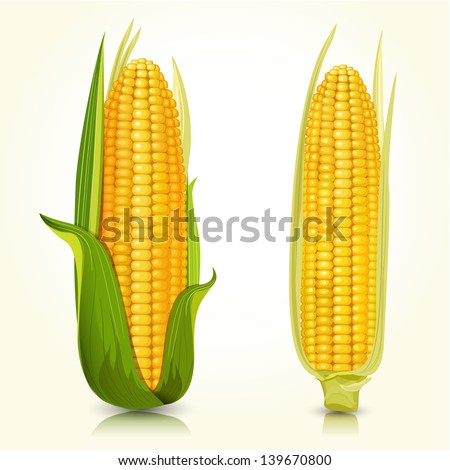 Ripe corn on the cob