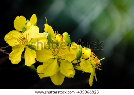 Apricot Blossoms