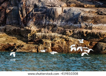 Seagulls flying on sea surface at Con Dao Island, Vietnam
