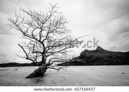 Dried Lone Tree on Con Dao Island, Vietnam