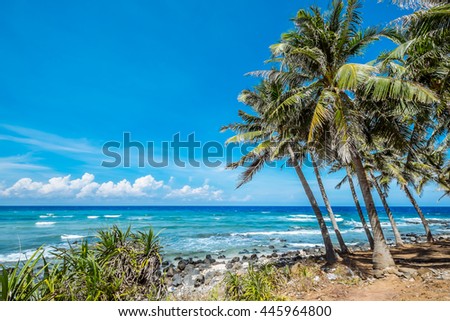 Coconut trees and beach at Phu Quy Island, Binh Thuan, Vietnam