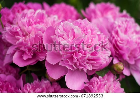 peony stock images, royalty-free images & vectors | shutterstock peony stock images, royalty-free images & vectors | shutterstock