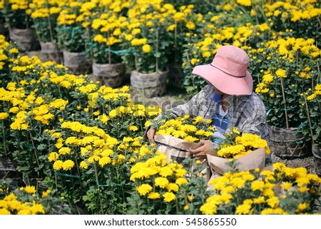 My Tho city, Vietnam - January 30, 2016: Vietnamese farmers are preparing covered daisy flower pots for trading in the spring fair, the days before Tet holiday