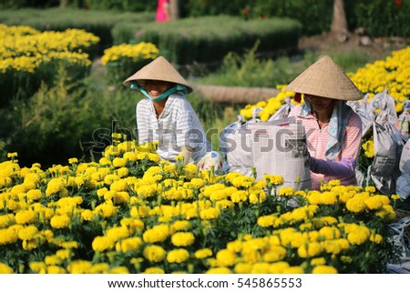 My Tho city, Vietnam - January 30, 2016: Farmers in Vietnamese conical hat are preparing covered daisy flower pots for trading in the spring fair, the days before Tet holiday