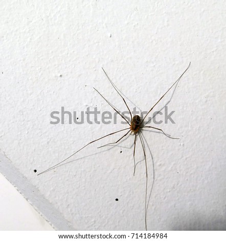 Daddy-long-legs Stock Images, Royalty-Free Images & Vectors | Shutterstock