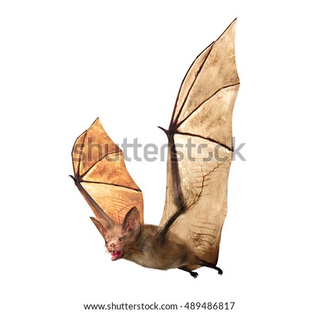 Vampire Bat Stock Images, Royalty-Free Images & Vectors | Shutterstock