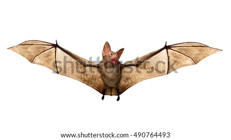 Bat Stock Images, Royalty-Free Images & Vectors | Shutterstock