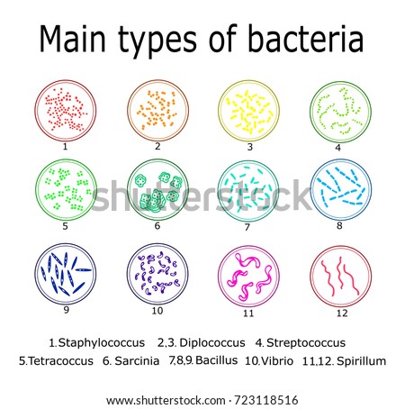 Main Types Bacteria Such Monococcus Diplococcus Stock Vector 723118516 ...