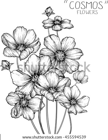 Cosmos Flowers Clip Art Illustration Stock Vector 455594539 - Shutterstock