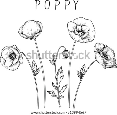 Poppy Stock Images, Royalty-Free Images & Vectors | Shutterstock