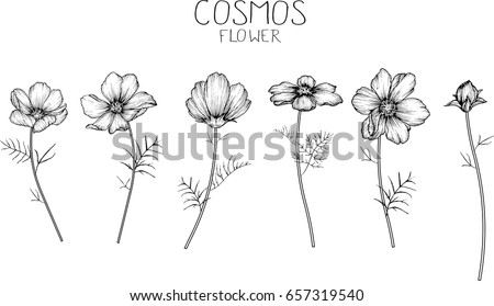 Cosmos Flower Stock Images, Royalty-Free Images & Vectors | Shutterstock