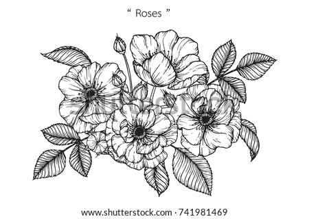 how pencil with powerpoint to on draw White Vector On Drawing Rose Flowers Stock Lineart