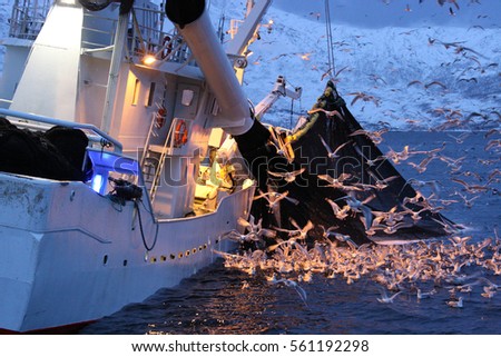 fishing boat fishing for herrings in Kaldfjord, Tromso, Norway, Atlantic Ocean