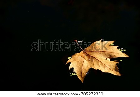Leaf tree over the lake
