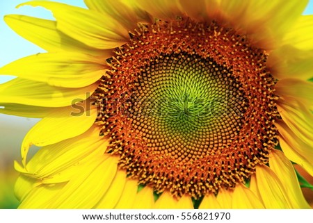 Pollen Stock Images, Royalty-Free Images & Vectors | Shutterstock