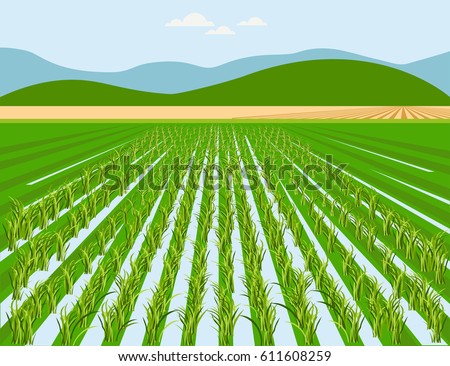 Vector Rice Field Mountain Background Stock Vector 611608259 - Shutterstock