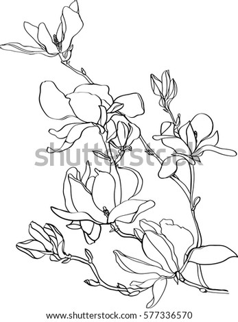 Black White Line Illustration Magnolia Flowers Stock Vector 577336570