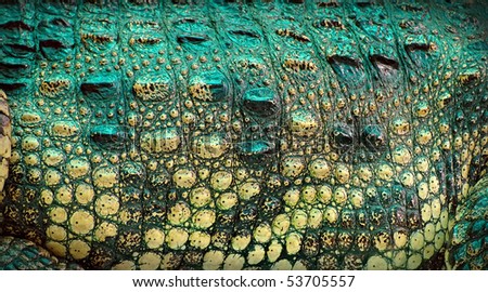 skin closeup stock images royalty free images vectors alligator skin stock images royalty free images vectors skin closeup stock images royalty free images vectors alligator skin stock images royalty free images vectors