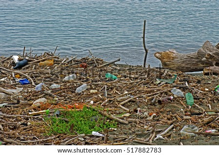 Environmental pollution: Plastic bottles that a river brings into the Mediterranean Sea (Italy, September 2016)