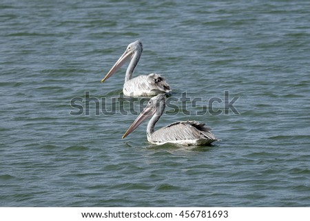 Image result for la jolla pelicans floating on ocean