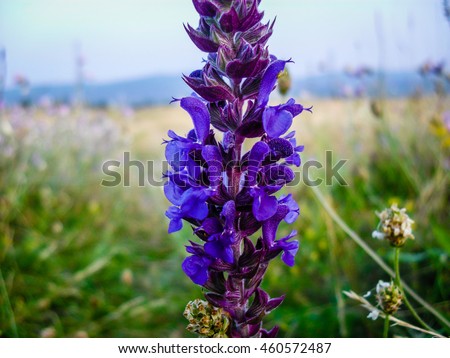 Vista Purple Salvia Perennial