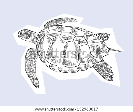 Turtle Drawing Stock Images, Royalty-Free Images & Vectors | Shutterstock